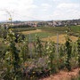 Vignoble autour de Kienheim