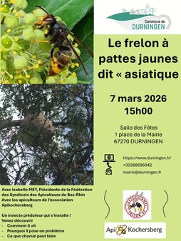 Le frelon à pattes jaunes dit « asiatique »