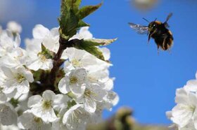 DÃ©but avril 2012 : les cerisiers sont en fleurs Ã Kienheim