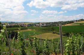 Le vignoble autour de Kienheim