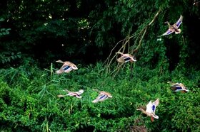 Canards au bord de la lagune