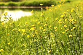 Les bords de la lagune