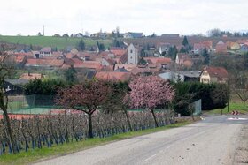 Les vergers de Kienheim