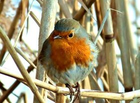 Rouge-gorge au bord de la lagune