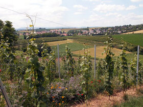 Vignoble autour de Kienheim