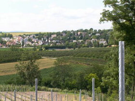 Vignoble and co