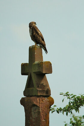 Ã©pervier sur la croix du Lehberg : mai 2020